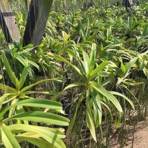 กล้วยไม้ กุหลาบแม่เมย