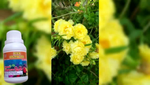 Pupuk Bunga Krokot Vinca Episcia Tanaman Hias