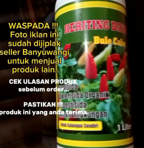 Pupuk Anti Virus Keriting Daun Cabai Cegah Rontok Patek Dan Busuk Batang