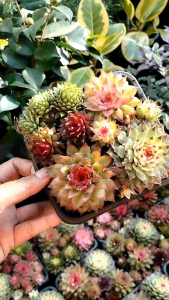 ต้นไม้อวบน้ำในสกุล เซมเพอร์วิวัม (Sempervivum) หรือที่รู้จักกันทั่วไปในชื่อ เฮนส์แอนด์ชิกส์ (Hens and Chicks) ลักษณะเด่น: เป็นพืชอวบน้ำที่มีใบหนาเรียงตัวเป็นรูปกุหลาบ (rosette) ที่มาของชื่อ: "เฮนส์แอนด์ชิกส์" มาจากลักษณะที่ต้นแม่ (hen) แตกหน่อเล็กๆ