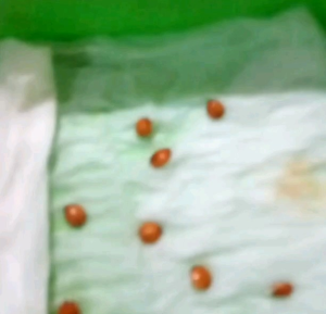 Biji | Benih Tanaman Bidara Arab Sudah Dikupas