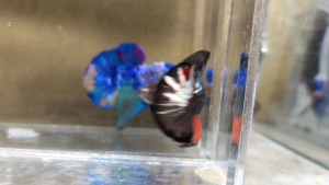 AOC Halfmoon Plakat HMPK Betta Fish / Ikan Laga/ 斗鱼 / Live Fish ❗️Fish same as order❗️Not random pick❗️35