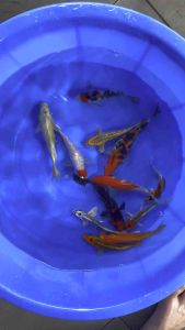 JAPAN KOI LOCAL BREED HIGH GRADE 6/7” 12pcs COMBO OFFER at RM1588 only + shipping RM50 with FREE GIFTS . All super strong body .