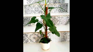 Gerecep-Phillodendron Violin Original Daun Mulus