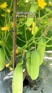 20 gram (±1.000 biji) Benih Timun Kecil Hibrida F1 PRIMA BABY Toleran Virus & Kresek Daun dari Benih Premium | Bibit Ketimun Kecil Biji Mentimun Hijau CerahTimun semi Ketimun mini Timun model timun baby timun bebi
