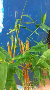 bambu kuning tinggi 1 meter 10 pohon