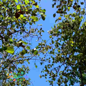 [TERLARIS] BIJI BENIH POHON JATI EMAS SUPER