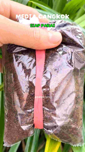 MEDIA CANGKOK TANAMAN SIAP PAKAI + TALI