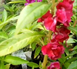 15 BUTIR BIJI/BENIH BUNGA PACAR AIR TUMPUK CAMPUR WARNA/MIX