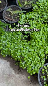 ต้นโพวตี้ กิ้มหรือ หญ้าเกล็ดหอย ใช้ใบสดต้ม เป็นน้ำยาสมุนไพร สำหรับบ้านดื่ม ทุกคน แก้เหงือกปวดบวม กับซื้อ