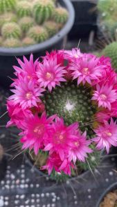 แมมคริสต์มาส Mammillaria Spinosissima แคคตัส หรือแมมบล็อคโคลี่สีเขียวสดตัดกับดอกชมพูสวยหวานมากๆ ไม้ในกระถาง 3 นิ้ว ส่งทั้งกระถาง