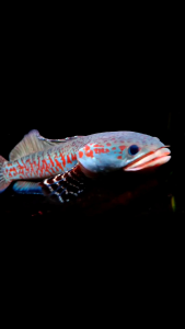 Pelet Red Bloodys Pakan Ikan Channa Red Maru Limbata Auranti Stewarti Andrao Barca Pulchra Asiatica