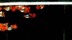 Short Body Red Koi Guppy Balloon (Male)/ 短身红头孔雀鱼 (公)