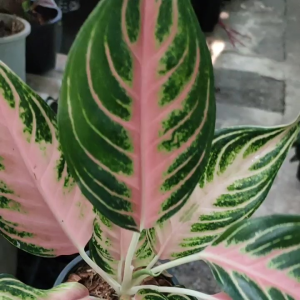 ต้นพิ้งค์ ปานามา #อโกนีมา #ไม้ประดับ  ไม้มงคล  ฟอร์มสวย ไม้ฟอกอากาศ ใบมีเสน่ห์ ส่งพร้อมกระถาง 6 นิ้้ว