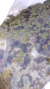 10 Ngọn Bèo Rễ Đỏ Thủy Sinh - Để Trang Trí Mặt Hồ -  Bể Cá