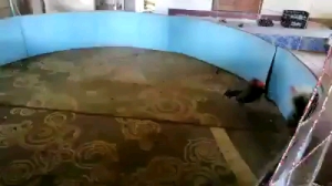 ไข่ไก่ชนพม่าม้าล่อรำงเมีองเหนือเจ้าสิบทิศ