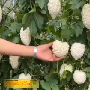 [Virladia Seeds] 5 Biji Benih tanaman Pare Apel Putih