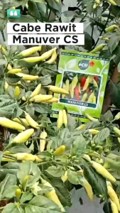 Benih Cabe Rawit  MANUVER