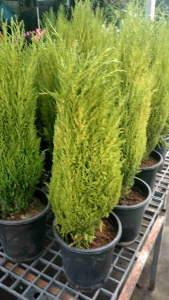 ต้น สนมะนาว (Cupressus macrocarpa Goldcrest) เป็นไม้ประดับที่นิยมปลูกกันมากเพราะมีจุดเด่นที่สีใบเขียวอมเหลืองและมีกลิ่นหอมคล้ายมะนาวเมื่อสัมผัสใบ  ลักษณะของต้นสนมะนาว  เป็นไม้ยืนต้นขนาดเล็กถึงกลาง โตเต็มที่ได้ประมาณ 3-5 เมตร  ใบเป็นเกล็ดเล็กๆ สีเขียวอมเ