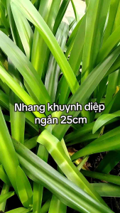 [nhà trần thấp nhà chung cư] Nhang khuynh diệp Vạn Ân 100 cây 25cm