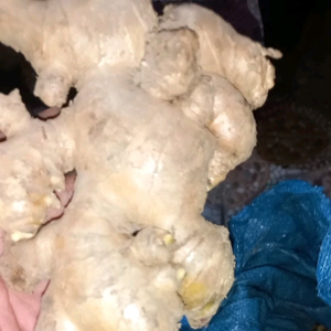JAHE GAJAH JUMBO LOKAL PUTIH SEGAR BERAT 1 KG