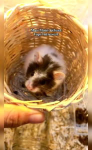 SARANG ROTAN HIDE OUT HAMSTER || TEMPAT PERSEMBUNYIAN HAMSTER