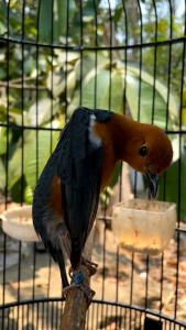 bima sakti Anis merah pakan burung teler rajin berkicau