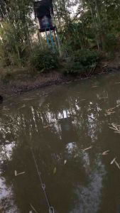 🔥 NEW 🔥 กบยางFT กบยางน้าเป้ ขนาด 3.5 cm 6.5 กรัม 2 ใบหลิว เคาะดัง กบยางตกปลา ยางนุ่ม เบ็ดคม องศาเปิด วัดติดง่าย แอคชั่นดีเยี่ยม กันสวะได้ดี