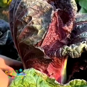 50 BUTIR BIJI/BENIH TANAMAN SAWI MERAH RADICCHIO ROSSA