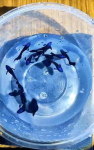 Bluehead Black Moscow Guppy