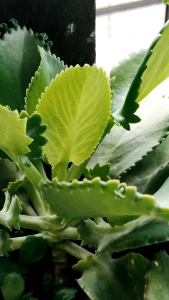 bunga cocor bebek sukulen