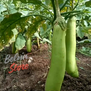 (-+150 butir) benih tanaman terong panjang hijau | thai long green [kemasan pabrik]