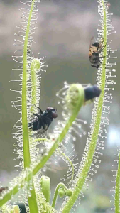 เมล็ดพืชกินแมลง Drosera finlaysoniana 50 เมล็ด - 50 เมล็ดมือมือการเมล็ดดิจิทัลพืช
