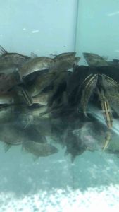 Freshwater Barumundi/Siakap Air Tawar/Ornamental fish/Freshwater/Readystock