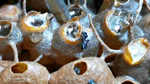 Madu kelulut asli 250gram Hulu Terengganu