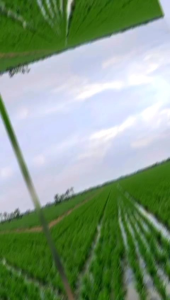 Benih padi inpari 42 jumbo  super padi yang di minati para petani kemasan 5kg