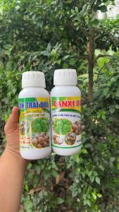 Bộ đôi Lớn trái và Chống rụng trái dừa(canxibo) giúp lớn trái hạn chế nứt trái và chống rụng trái dừa hiệu quả 1000ml