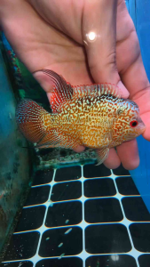 Flowerhorn kamfa gb 3inch fish local breed 本地金花GB pellet trained