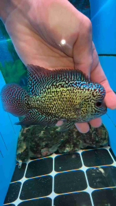 Flowerhorn Cencu 4.5inch male fish local breed 本地CC pellet trained