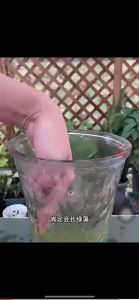 植物净水保鲜片 | 水培净化消毒抑菌植物净化片-水清洁剂和保鲜剂