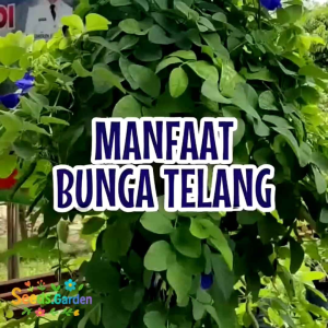 [TERMURAH] BIJI/BENIH TANAMAN BUNGA TELANG WARNA BIRU
