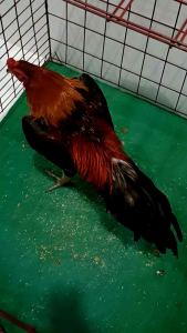 Hồng sâm protease kích lực tăng kháng thể tăng lực gà