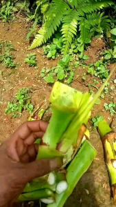 Bibit rumput super guatemala isi 10 stek pakan ternak jumbo tinggi samapai 15m kualitas terbaik