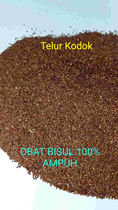 Telor Telur Kodok Obat Bisul 1Kilogram 1000Gram Kg 天仙子 Telor Kodok Obat Bisul Telor Kodok Obat Bisul Murah Telor Kodok Obat Bisul Telor Kodok Obat Bisul