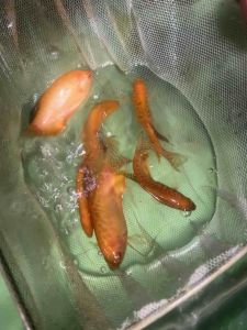 IKAN SEPAT GOLD (SIAM) SAIZ L READY STOCK