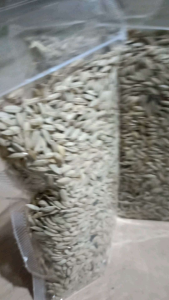 Jual benih padi ketan hitam kualitas pilihan