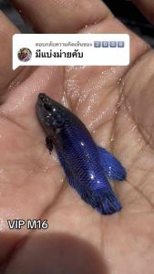 หม้อหนังแรด vip.ไอร้าย แผล หน้า-ห่าง ท้ายๆปากตา