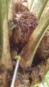 SBL MASTER PRO MADE IN MALAYSIA PERALATAN KEBUN sawit