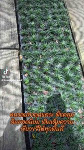 หนวดปลาหมึกแคระชุด10ชิ้น หนวดปลาดุกแคระ มีข้อมูลที่น่ารู้น่าสนใจว่าต้นไม้ชนิดนี้มีชื่อเรียกอย่างเป็นทางการเป็นภาษาอังกฤษเรียก ‘Mini Mondo Grass’ ชื่อวิทยาศาสตร์คือ ‘Ophiopogon japonicus (L.f.) Ker Gawl. ‘Kyoto Dwarf’ อยู่ในวงศ์ ‘Convallariaceae’และมีชื่อเ