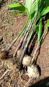 Benih pinang jambe 5 bibit super siap tanam